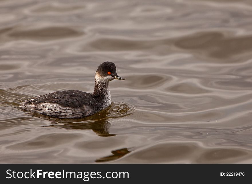 The most appealing feature of this Black-necked Grebe (Podiceps nigricollis)at the Tablas de Daimiel National Park in Spain are itÂ´s pungent red eyes.