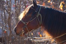 Red Horse In The Morning Sun Stock Photos Red Horse In The Morning Sun Stock Photos