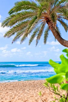 Palm Tree Hanging Over Beach. Stock Photography Palm Tree Hanging Over Beach. Stock Photography