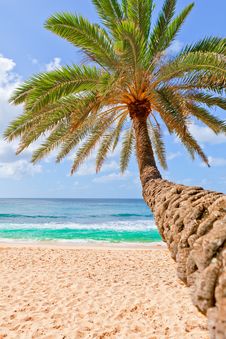 Palm Tree Hanging Over Beach. Stock Photography Palm Tree Hanging Over Beach. Stock Photography