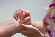Puttting On A Wedding Ring Stock Image Puttting On A Wedding Ring Stock Image