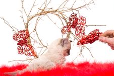 Kitten On A Red Fluffy Cover With Butterflies Stock Photography Kitten On A Red Fluffy Cover With Butterflies Stock Photography