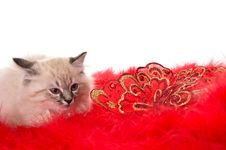 Kitten On A Red Fluffy Cover With Butterflies Stock Photography Kitten On A Red Fluffy Cover With Butterflies Stock Photography
