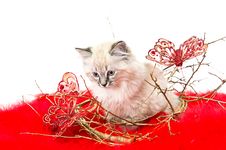 Kitten On A Red Fluffy Cover With Butterflies Stock Photos Kitten On A Red Fluffy Cover With Butterflies Stock Photos
