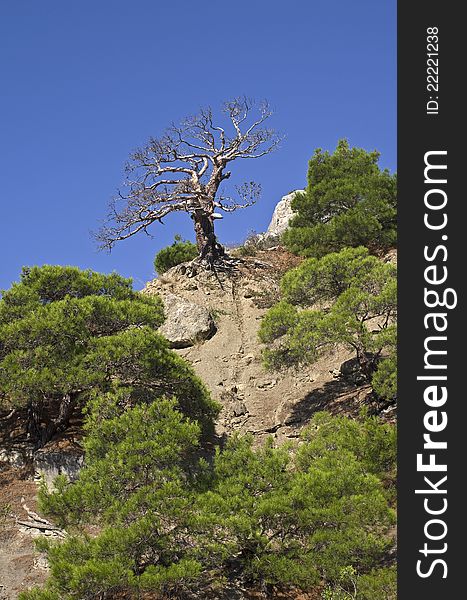 Crimean landscape with dead pine tree. Crimean landscape with dead pine tree.