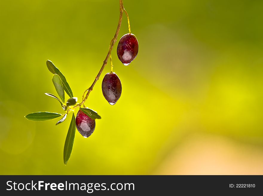 Olives on a branch with blurred background