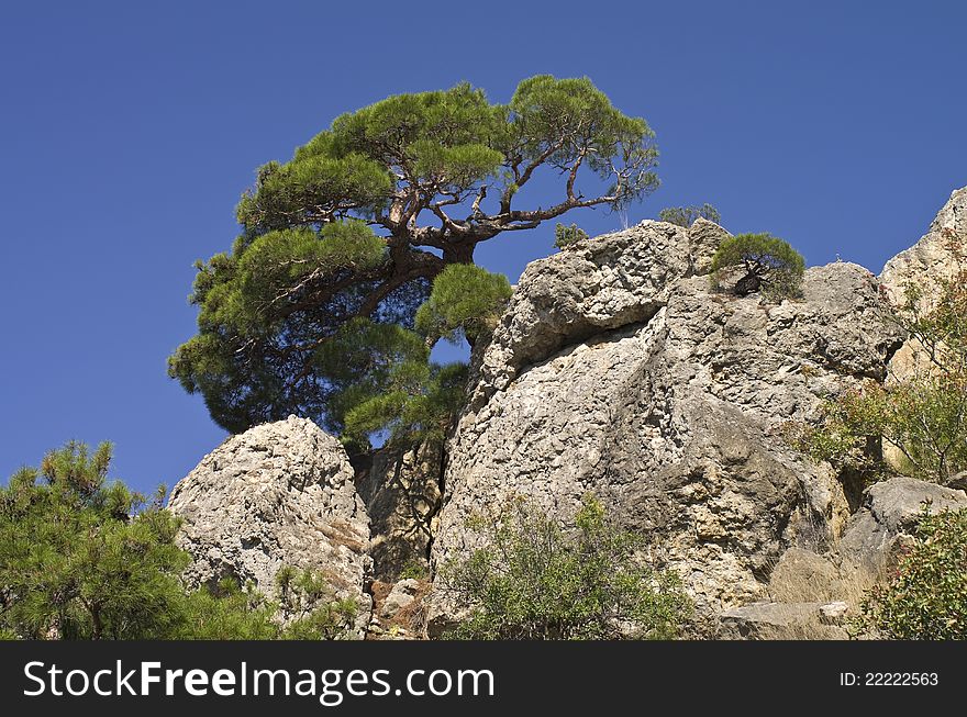 Pine On A Rock.