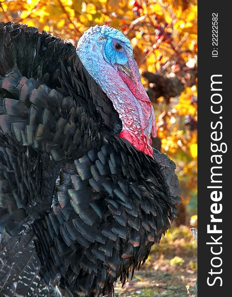 Portrait of alive turkey with yellow backgroung