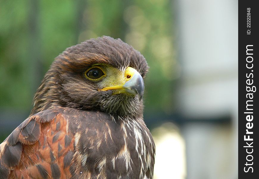 Detail of a falcon head