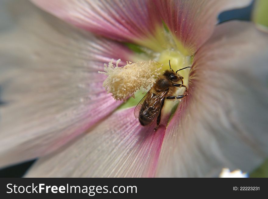 Macro lens reception of a cane rose blossom with honeybee.