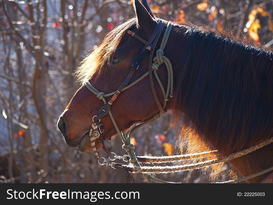 Red horse in the morning sun standing in front of a forest with colorful leaves in background.