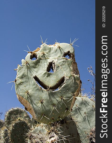 Smiling cactus with human face over blue sky. Smiling cactus with human face over blue sky