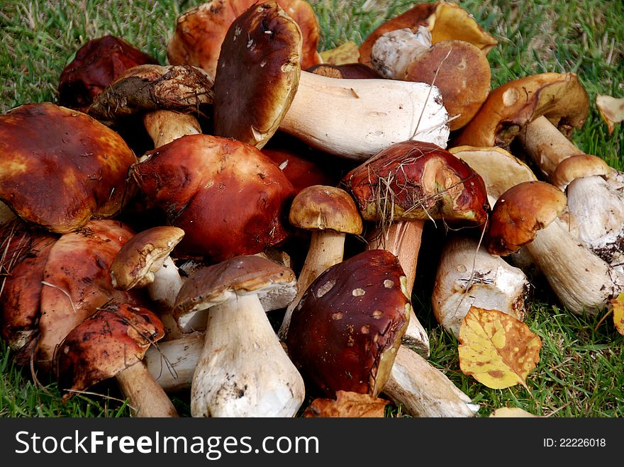 Harvest of beautiful porcini and Boletus edulis mushrooms. Harvest of beautiful porcini and Boletus edulis mushrooms