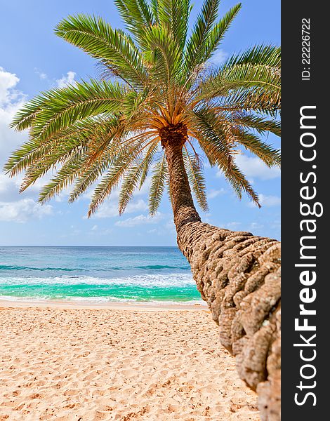 Palm tree hanging over beach.