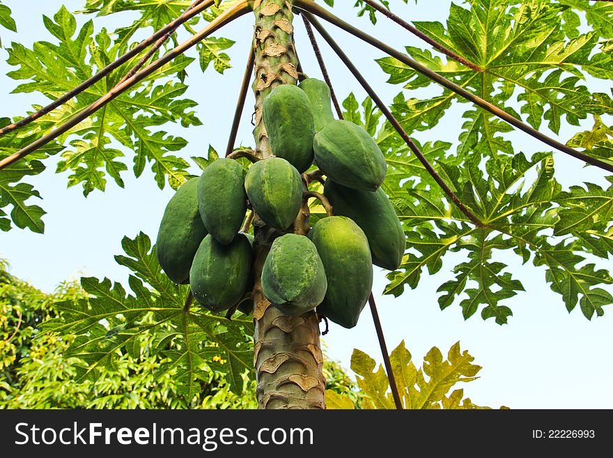 Young papaya on the tree