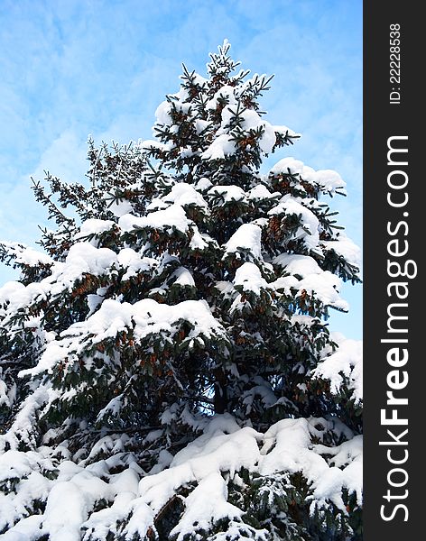 Big snow-clad spruce, close-up, on background sky. Big snow-clad spruce, close-up, on background sky.