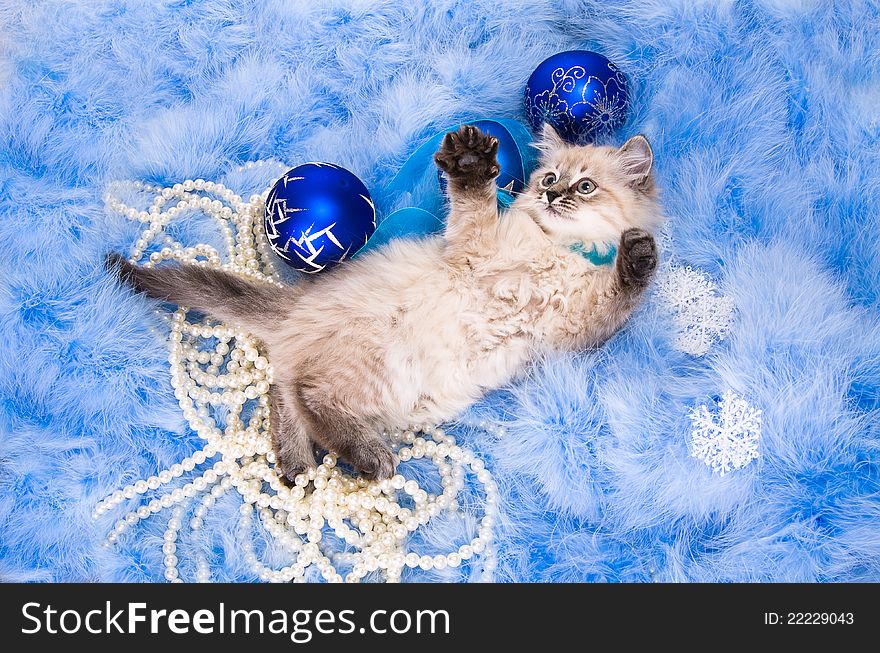 Kitten on New Year's blue fluffy coating accessories