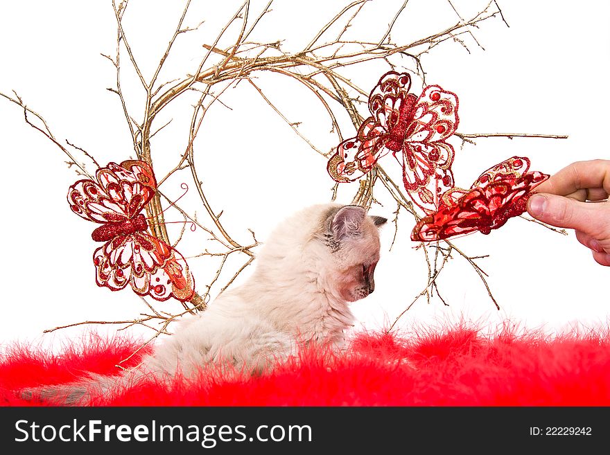 Pretty kitten on a red fluffy cover with butterflies