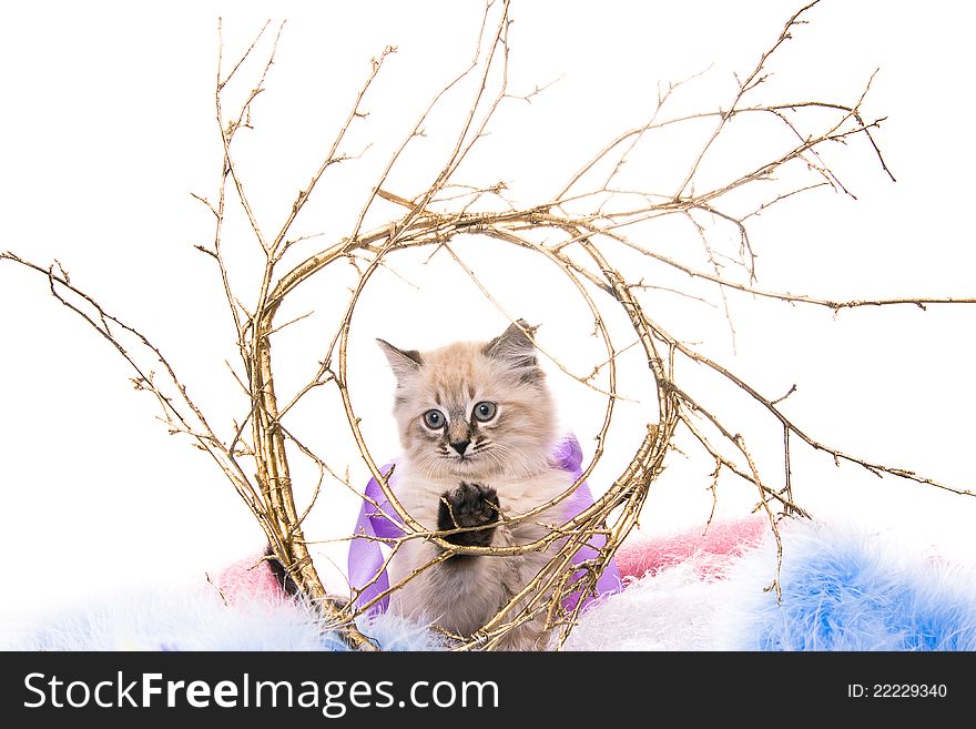 Kitten on New Year's blue fluffy coating accessories whith branches