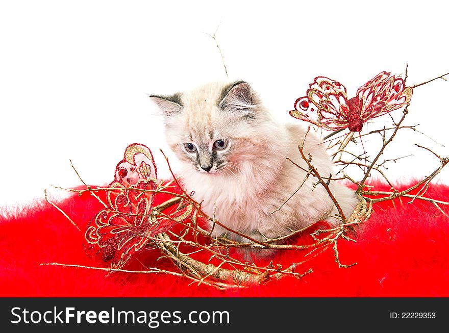 Kitten on a red fluffy cover with butterflies