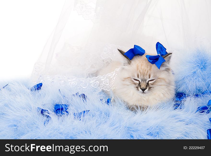 Kitten on New Year's blue fluffy coating accessories. Kitten on New Year's blue fluffy coating accessories