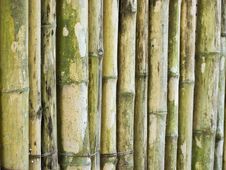 Bamboo Stick Stock Photo Bamboo Stick Stock Photo