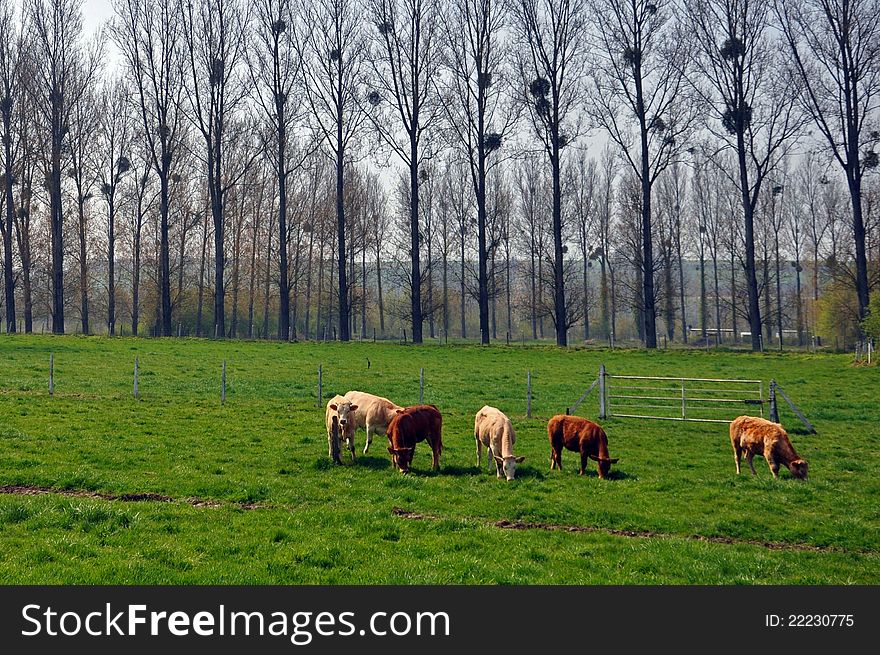 Cattle on farmland in northern france a scene typical of the somme, picardy, normandy indeed anywhere in northern or central france. Cattle on farmland in northern france a scene typical of the somme, picardy, normandy indeed anywhere in northern or central france