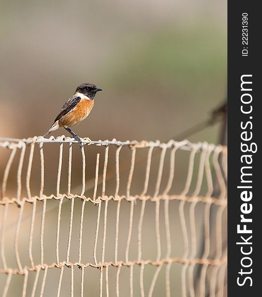 This male Stonechat (Saxicola rubicola) does not hesitate to use an old wire fence to get a good view over it´s territory. This male Stonechat (Saxicola rubicola) does not hesitate to use an old wire fence to get a good view over it´s territory.