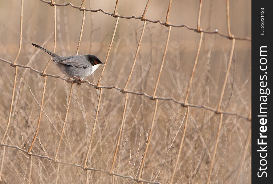The Sardinian Warbler (Sylvia melanocephala) is a conspicuous and elusive little bird which in rare occasions shows himself in open space. The Sardinian Warbler (Sylvia melanocephala) is a conspicuous and elusive little bird which in rare occasions shows himself in open space.
