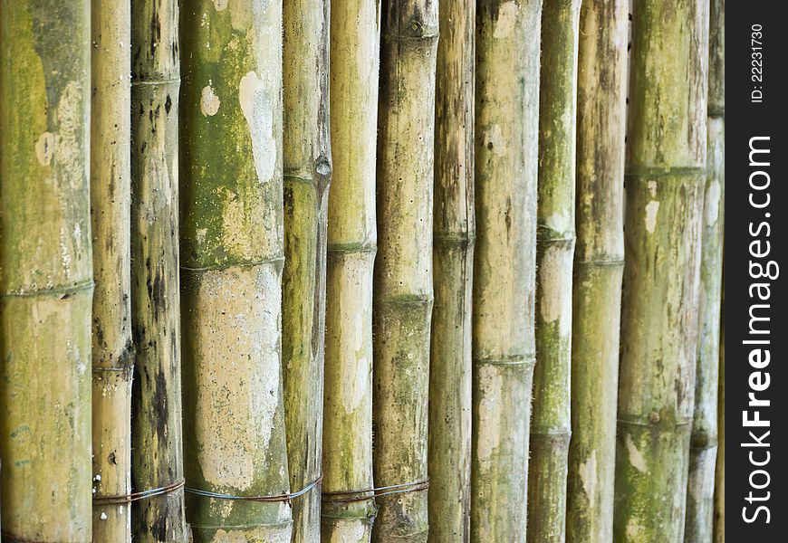 Bamboo stick use as background