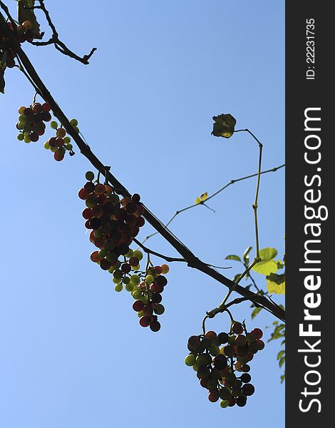Grape fruit on branch, with leaves