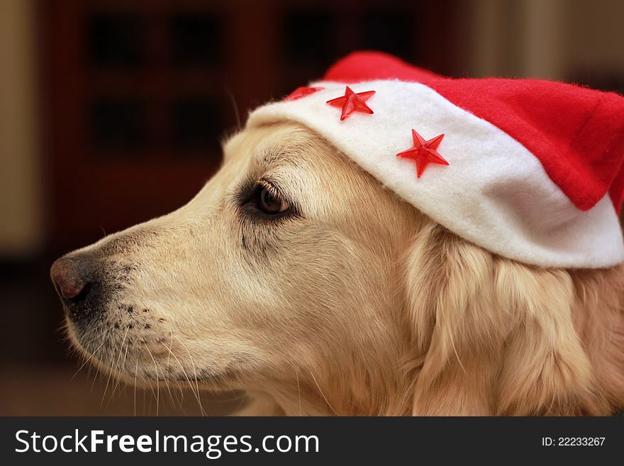 Funny and lovely dog is ready for Christmas. Funny and lovely dog is ready for Christmas