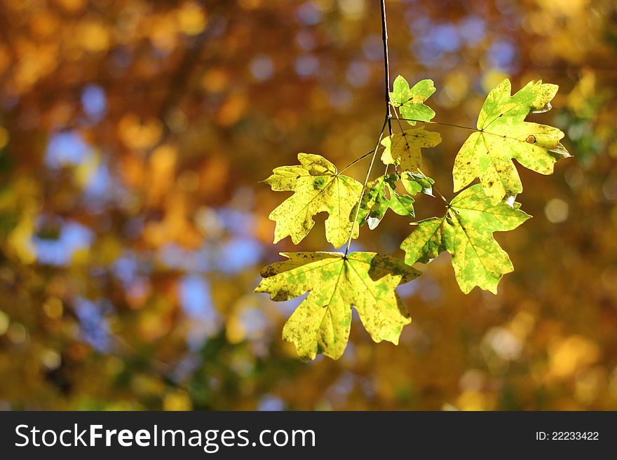 Autumnal details - a bunch of colorful leaves with a foliage bokeh in the background. Autumnal details - a bunch of colorful leaves with a foliage bokeh in the background