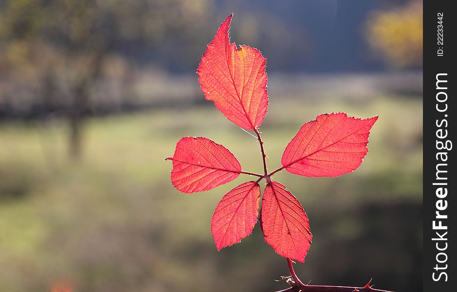 Fall Foliage Details - Vivid Red Leaves