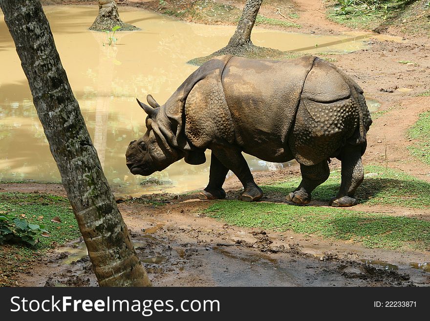 An asian rhinos walking nearby the pond in a park, india