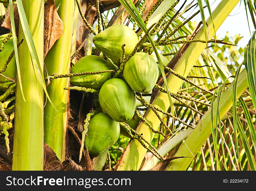 Clusters of freen coconuts close-up hanging on palm tree