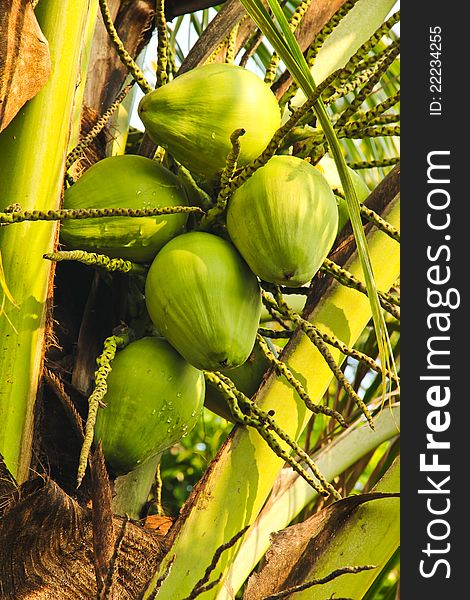 Coconuts green