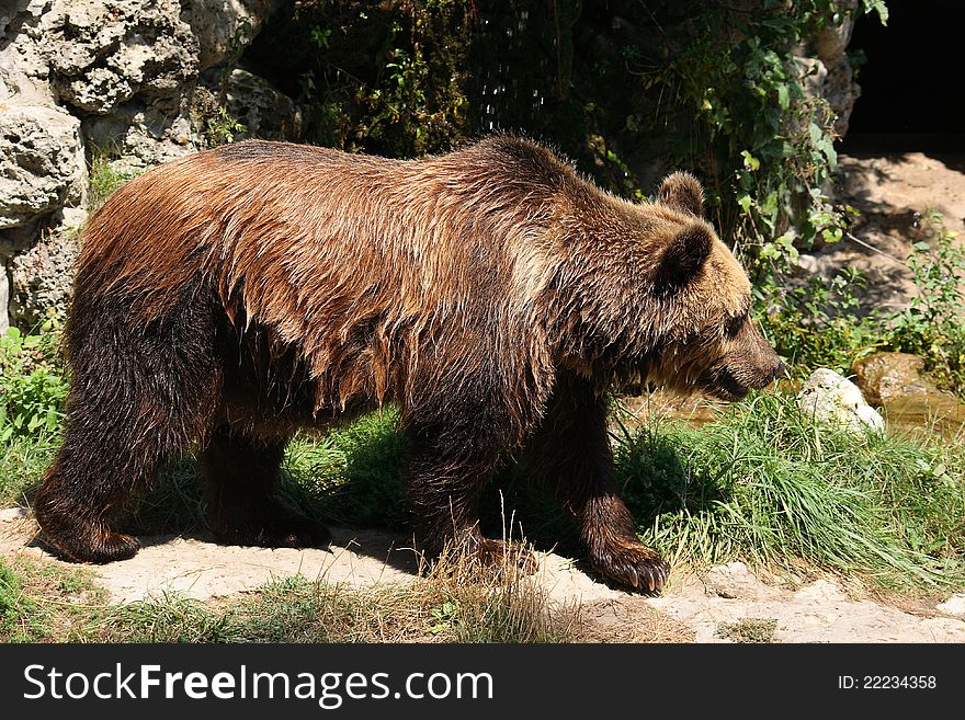 European brown bear in their natural environment.