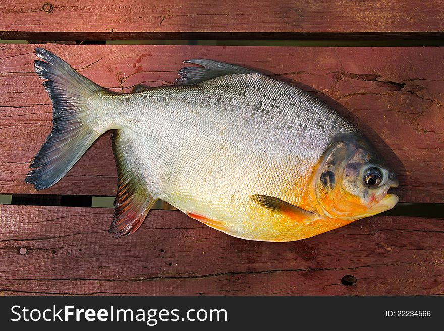 Fish on a wooden floor. Fish on a wooden floor.