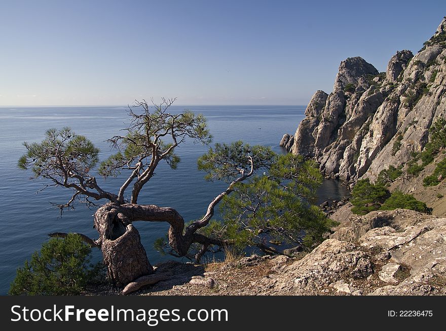 Crimea. Pine on a cliff above the sea. Crimea. Pine on a cliff above the sea