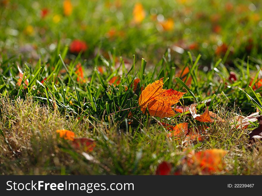 Backlit Maple Leaf On Grass