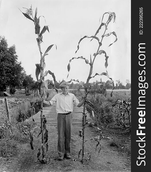 Original Collection: Extension and Experiment Station Communications Photograph Collection &#x28;P 120&#x29;

Item Number:  P120:2095

Image Description: A 4-H member near Junction City, Oregon, displays 12 foot high Golden King corn stalks.

You can find this image by searching for the item number by clicking here. 

Want more? You can find more digital resources online. 

We&#x27;re happy for you to share this digital image within the spirit of The Commons; however, certain restrictions on high quality reproductions of the original physical version may apply. To read more about what “no known restrictions” means, please visit the  Special Collections &amp; Archives website, or contact staff at the OSU Special Collections &amp; Archives Research Center for details. Original Collection: Extension and Experiment Station Communications Photograph Collection &#x28;P 120&#x29;

Item Number:  P120:2095

Image Description: A 4-H member near Junction City, Oregon, displays 12 foot high Golden King corn stalks.

You can find this image by searching for the item number by clicking here. 

Want more? You can find more digital resources online. 

We&#x27;re happy for you to share this digital image within the spirit of The Commons; however, certain restrictions on high quality reproductions of the original physical version may apply. To read more about what “no known restrictions” means, please visit the  Special Collections &amp; Archives website, or contact staff at the OSU Special Collections &amp; Archives Research Center for details.