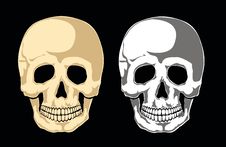 Human Skull Vector Stock Image Human Skull Vector Stock Image