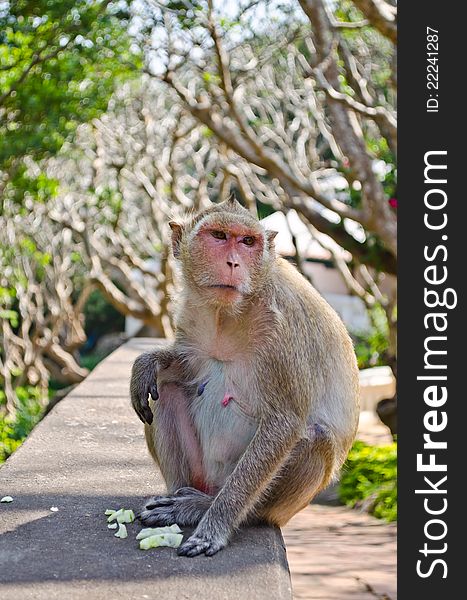 Portrait of wild monkey at Phra nakorn Kiri park in Phetchaburi,Thailand