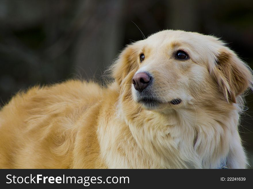 A 4 year old Golden/Collie mix gazing toward the horizon. A 4 year old Golden/Collie mix gazing toward the horizon.