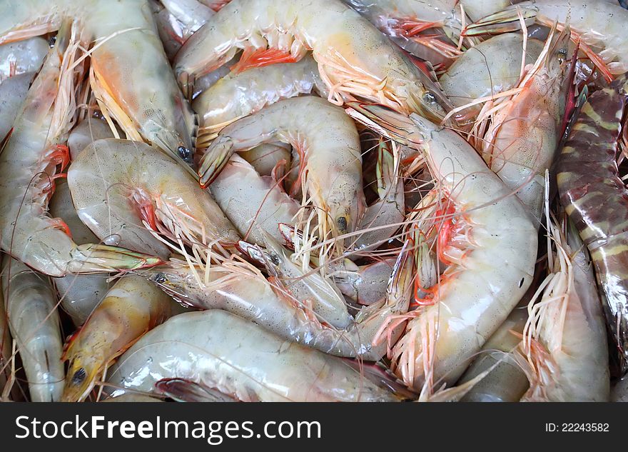 Fresh Shrimp