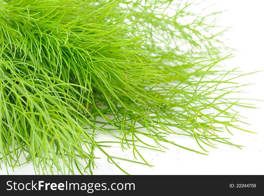 A close-up shot of a fresh green fennel on a white background. A close-up shot of a fresh green fennel on a white background