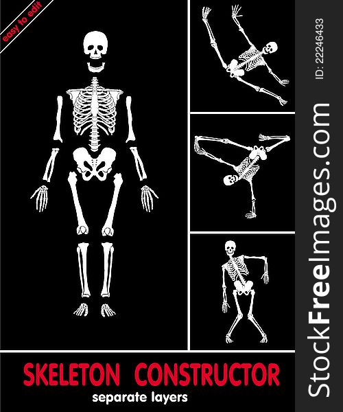Human skeleton. Bones on separate layers. Easy to edit. Human skeleton. Bones on separate layers. Easy to edit