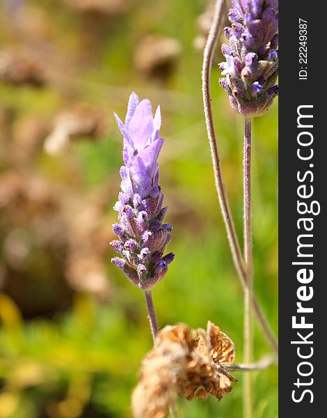 A close up of lavender