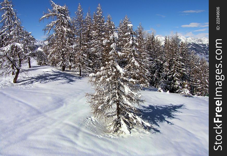 Snowy trees in the mountains